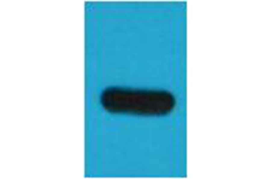 Western blot - TAP-Tag Mouse Monoclonal Antibody from Signalway Antibody (T527) - Antibodies.com