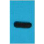 Western blot - TAP-Tag Mouse Monoclonal Antibody from Signalway Antibody (T527) - Antibodies.com