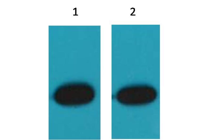 Western blot - RFP Mouse Polyclonal Antibody from Signalway Antibody (T511) - Antibodies.com