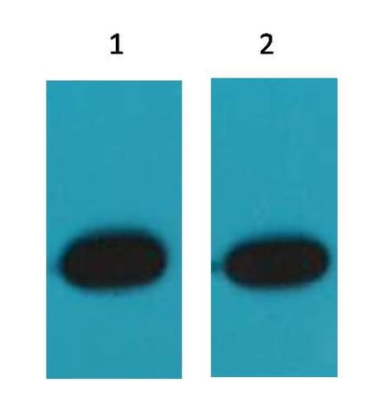 Western blot - RFP Mouse Polyclonal Antibody from Signalway Antibody (T511) - Antibodies.com