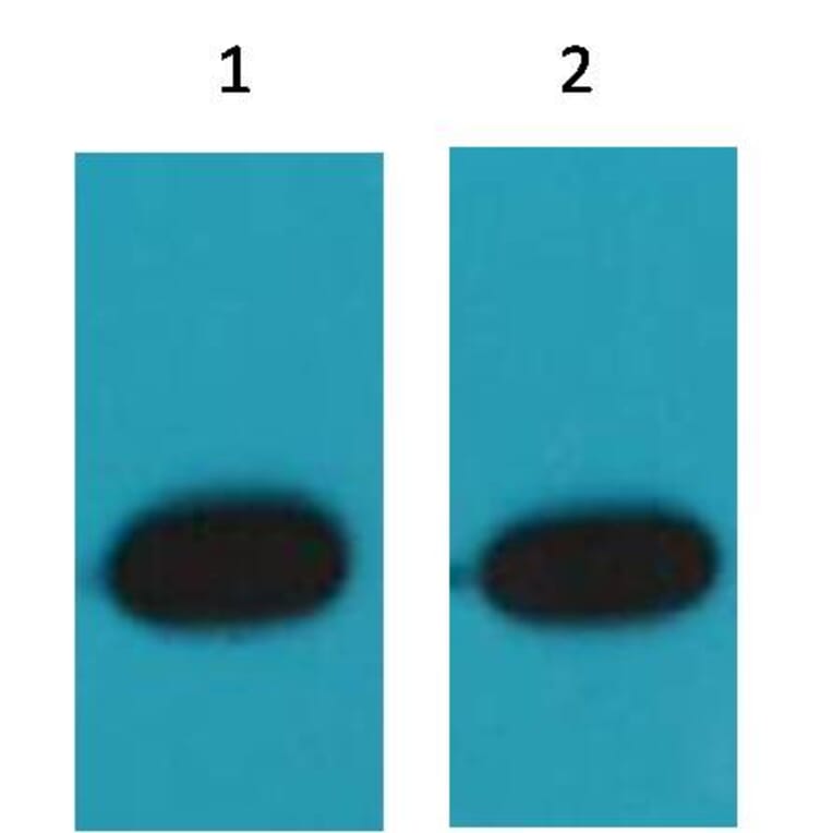 Western blot - RFP Mouse Polyclonal Antibody from Signalway Antibody (T511) - Antibodies.com