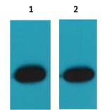 Western blot - RFP Mouse Polyclonal Antibody from Signalway Antibody (T511) - Antibodies.com