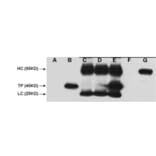 V5-Tag Mouse Monoclonal Antibody from Signalway Antibody (T605) - Antibodies.com