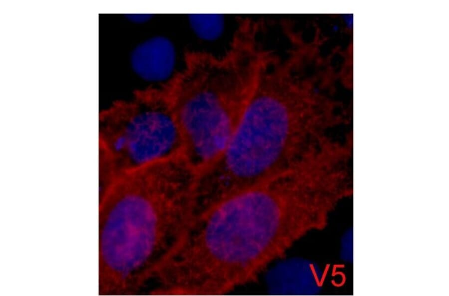 V5-Tag Mouse Monoclonal Antibody from Signalway Antibody (T605) - Antibodies.com