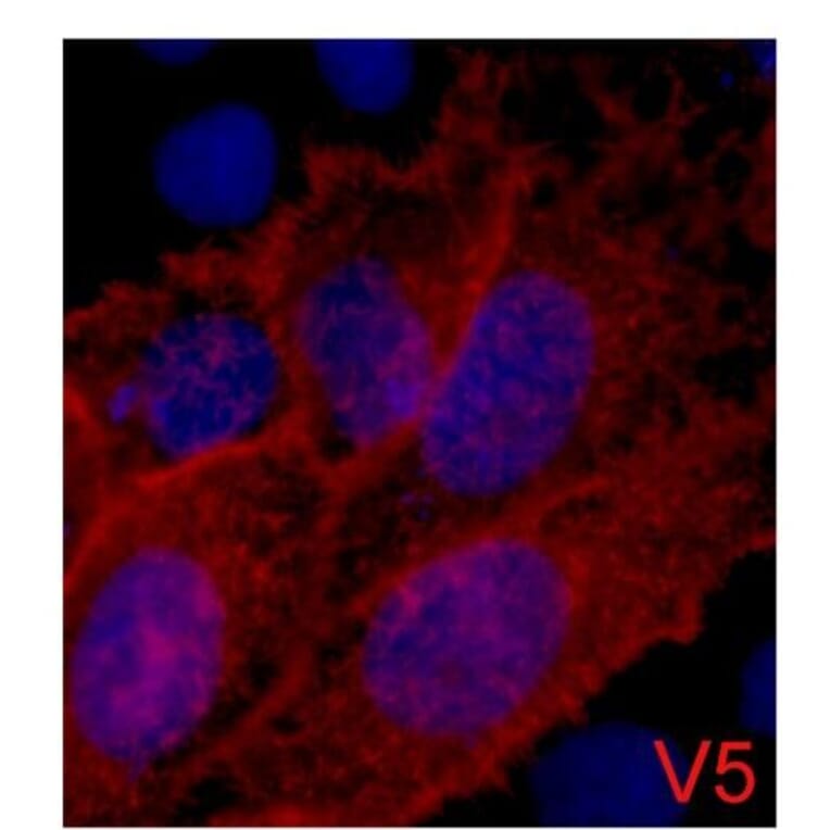 V5-Tag Mouse Monoclonal Antibody from Signalway Antibody (T605) - Antibodies.com
