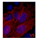 V5-Tag Mouse Monoclonal Antibody from Signalway Antibody (T605) - Antibodies.com