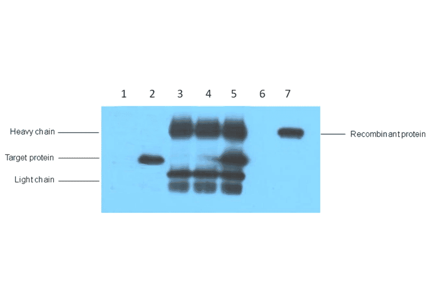 V5-Tag Mouse Monoclonal Antibody from Signalway Antibody (T605) - Antibodies.com