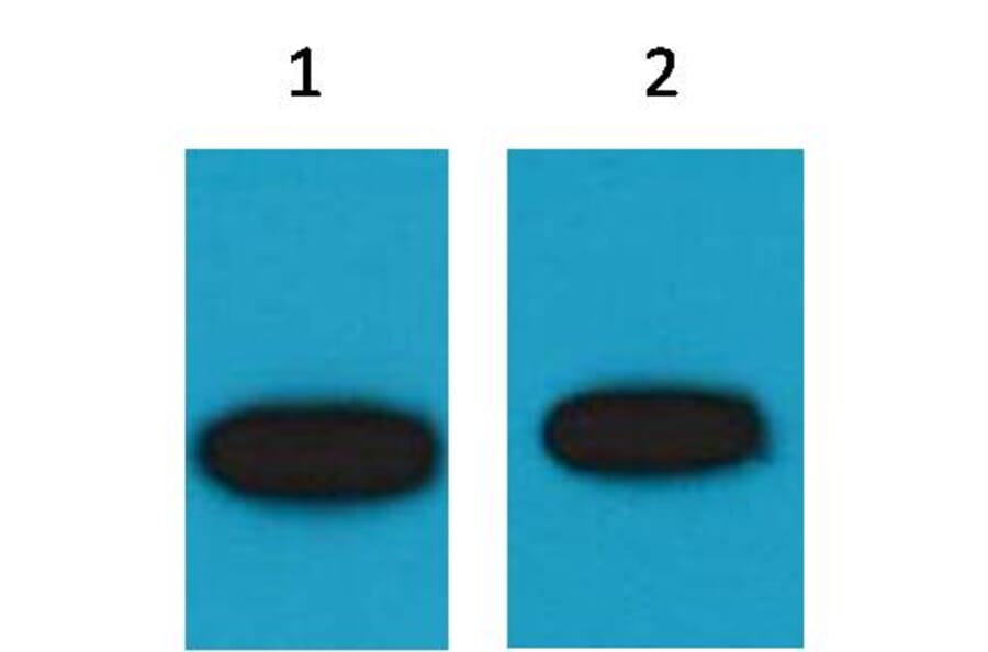 Western blot - GFP Mouse Polyclonal Antibody from Signalway Antibody (T512) - Antibodies.com