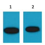 Western blot - GFP Mouse Polyclonal Antibody from Signalway Antibody (T512) - Antibodies.com