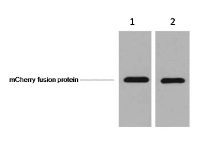 mCherry-Tag Mouse Monoclonal Antibody from Signalway Antibody (T602) - Antibodies.com