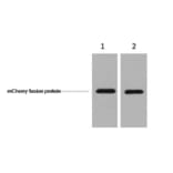 mCherry-Tag Mouse Monoclonal Antibody from Signalway Antibody (T602) - Antibodies.com