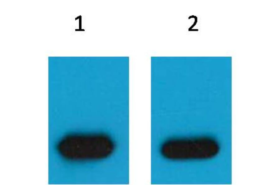 Western blot - mCherry Mouse Polyclonal Antibody from Signalway Antibody (T513) - Antibodies.com