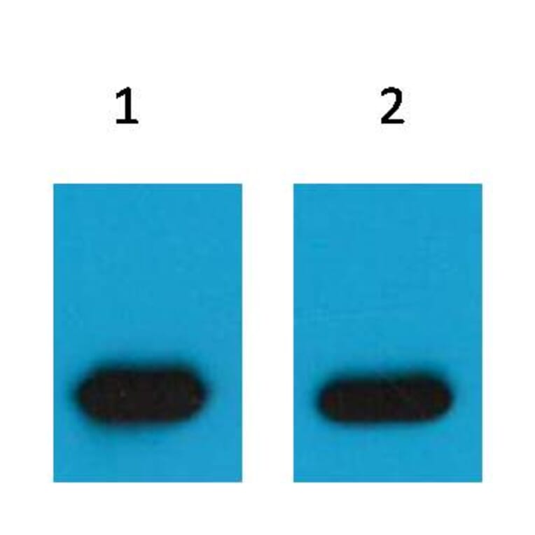 Western blot - mCherry Mouse Polyclonal Antibody from Signalway Antibody (T513) - Antibodies.com