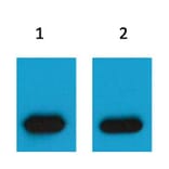 Western blot - mCherry Mouse Polyclonal Antibody from Signalway Antibody (T513) - Antibodies.com