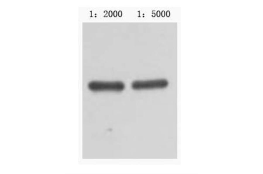 Western blot - MBP-Tag Mouse Monoclonal Antibody from Signalway Antibody (T601) - Antibodies.com