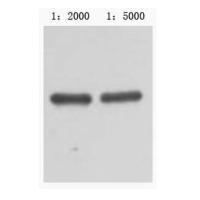 Western blot - MBP-Tag Mouse Monoclonal Antibody from Signalway Antibody (T601) - Antibodies.com