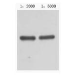 Western blot - MBP-Tag Mouse Monoclonal Antibody from Signalway Antibody (T601) - Antibodies.com