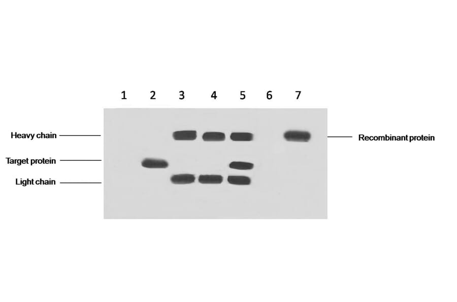DYKDDDDK-Tag Mouse Monoclonal Antibody from Signalway Antibody (T510) - Antibodies.com