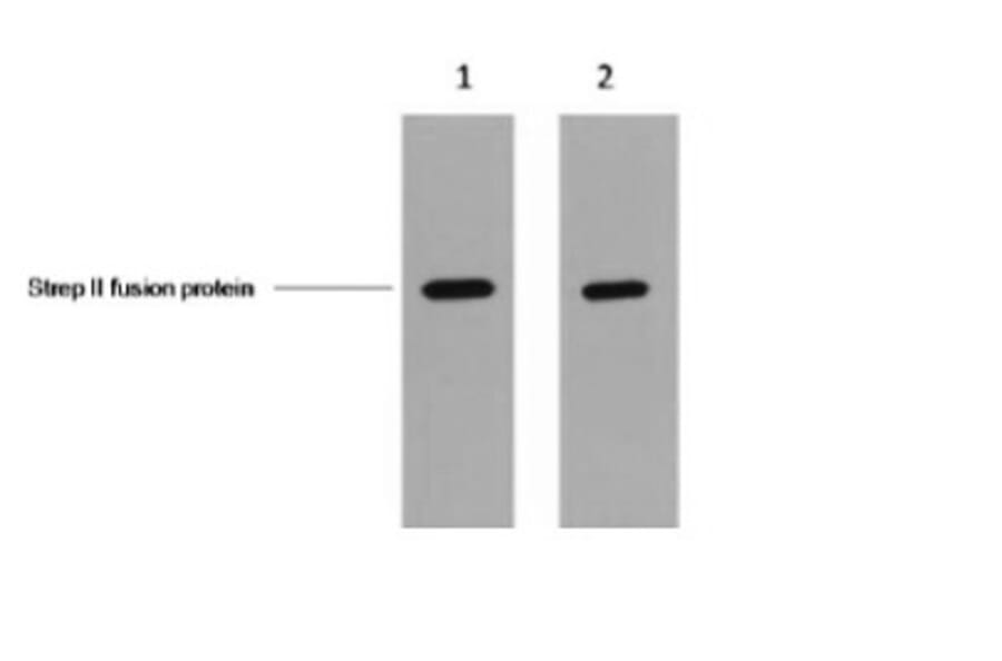 Strep II tag Mouse Monoclonal Antibody from Signalway Antibody (T603) - Antibodies.com