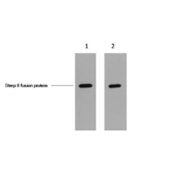 Strep II tag Mouse Monoclonal Antibody from Signalway Antibody (T603) - Antibodies.com
