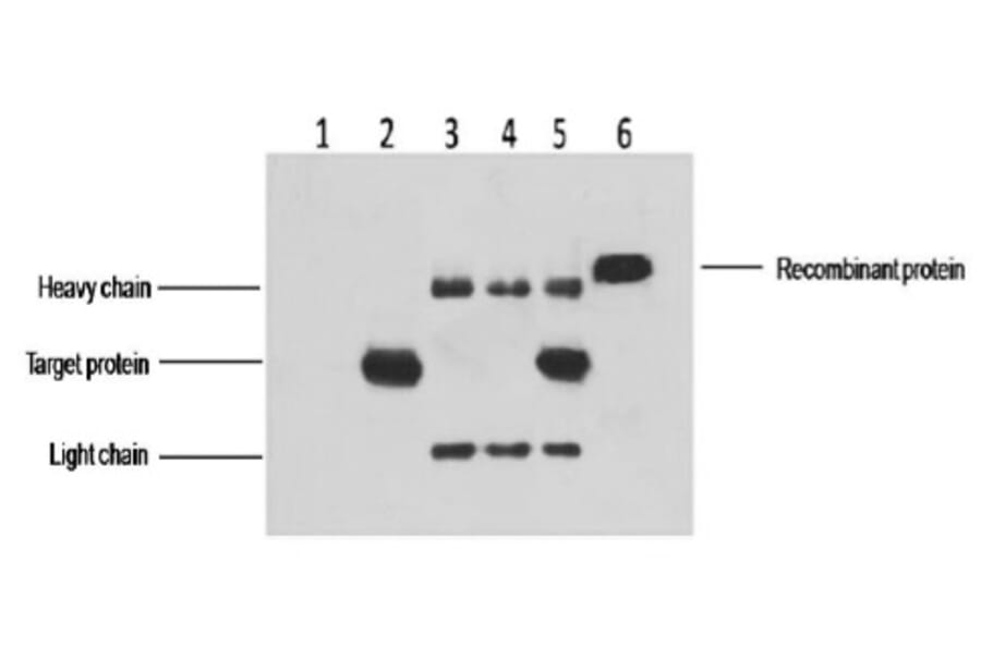 His-Tag Mouse Monoclonal Antibody from Signalway Antibody (T505) - Antibodies.com