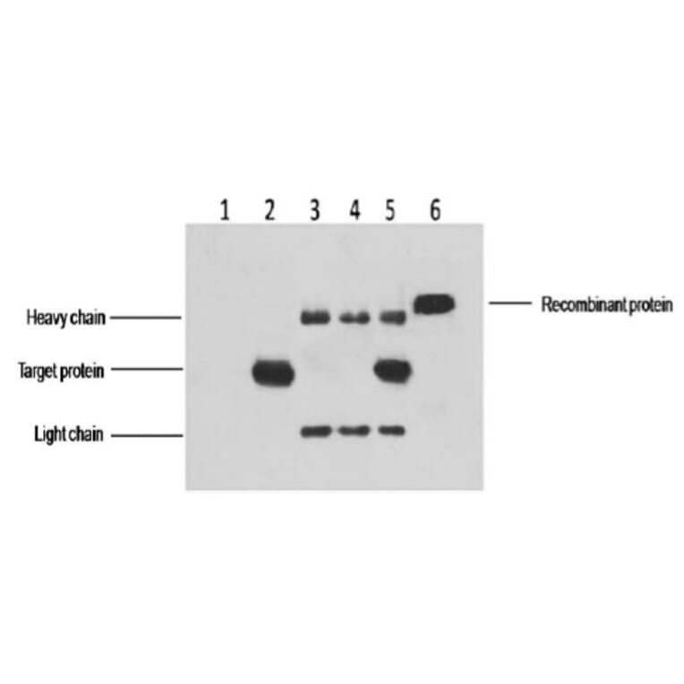 His-Tag Mouse Monoclonal Antibody from Signalway Antibody (T505) - Antibodies.com