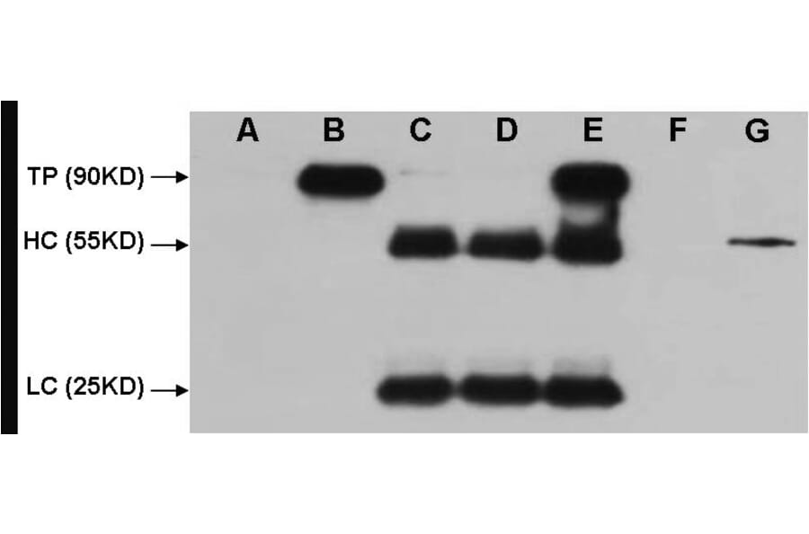 HA-Tag Mouse Monoclonal Antibody from Signalway Antibody (T506) - Antibodies.com