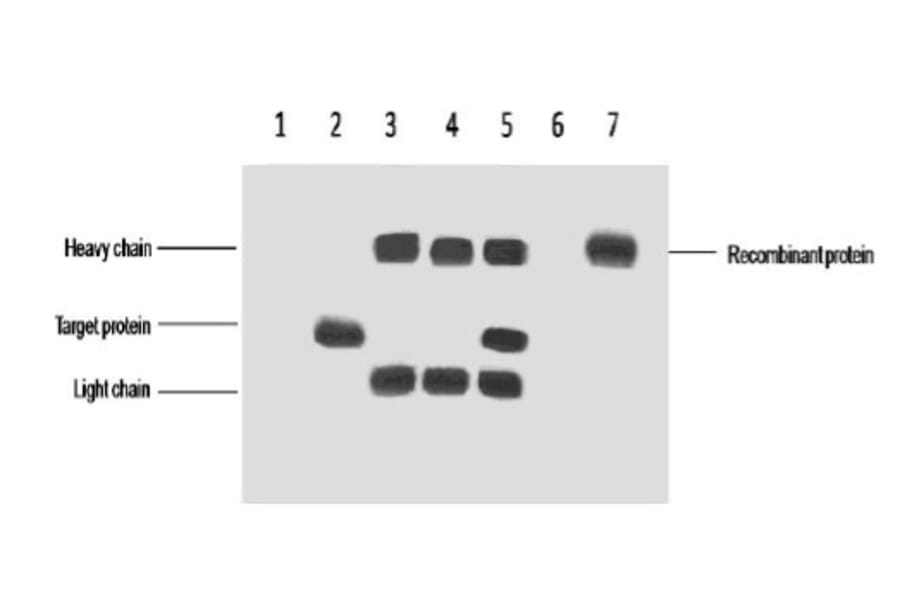 VSV-G-Tag Mouse Monoclonal Antibody from Signalway Antibody (T606) - Antibodies.com