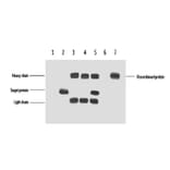 VSV-G-Tag Mouse Monoclonal Antibody from Signalway Antibody (T606) - Antibodies.com