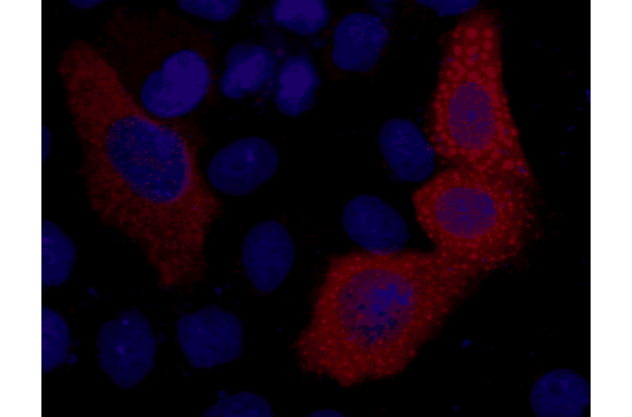 VSV-G-Tag Mouse Monoclonal Antibody from Signalway Antibody (T606) - Antibodies.com