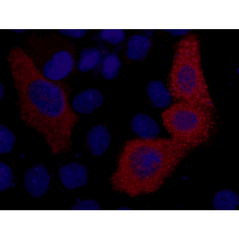 VSV-G-Tag Mouse Monoclonal Antibody from Signalway Antibody (T606) - Antibodies.com