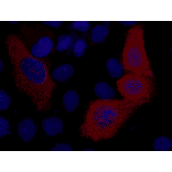 VSV-G-Tag Mouse Monoclonal Antibody from Signalway Antibody (T606) - Antibodies.com
