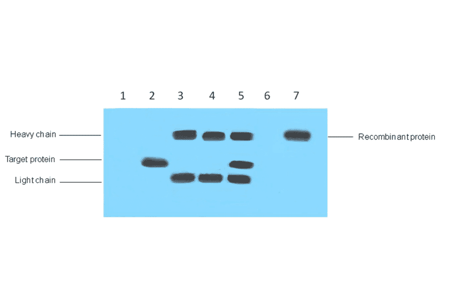 VSV-G-Tag Mouse Monoclonal Antibody from Signalway Antibody (T606) - Antibodies.com