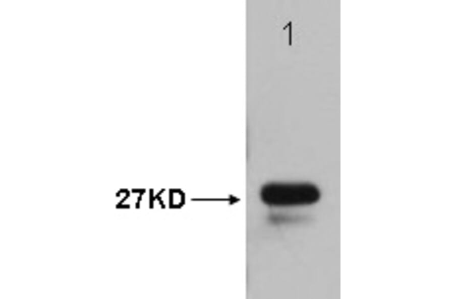 Western blot - T7-Tag Mouse Monoclonal Antibody from Signalway Antibody (T604) - Antibodies.com