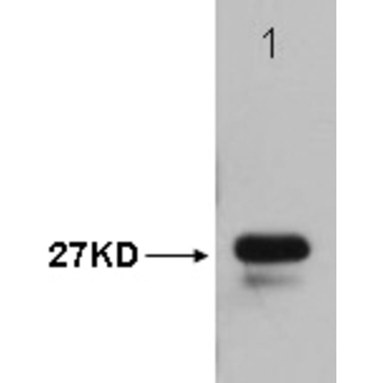 Western blot - T7-Tag Mouse Monoclonal Antibody from Signalway Antibody (T604) - Antibodies.com