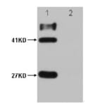 HSV-Tag Mouse Monoclonal Antibody from Signalway Antibody (T607) - Antibodies.com