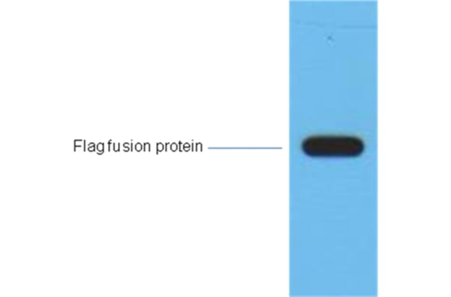 Flag-Tag Mouse Monoclonal Antibody from Signalway Antibody (T519) - Antibodies.com