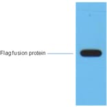 Flag-Tag Mouse Monoclonal Antibody from Signalway Antibody (T519) - Antibodies.com