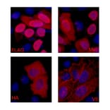 Flag-Tag Mouse Monoclonal Antibody from Signalway Antibody (T519) - Antibodies.com