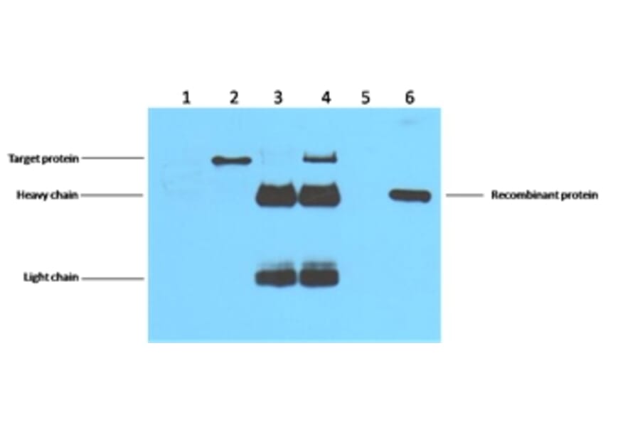 Flag-Tag Mouse Monoclonal Antibody from Signalway Antibody (T519) - Antibodies.com