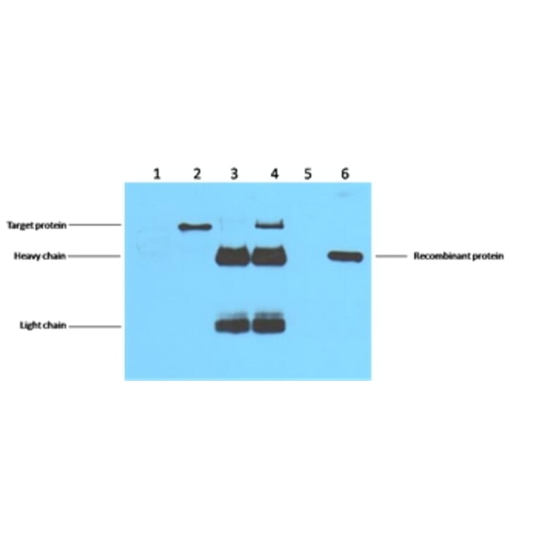 Flag-Tag Mouse Monoclonal Antibody from Signalway Antibody (T519) - Antibodies.com