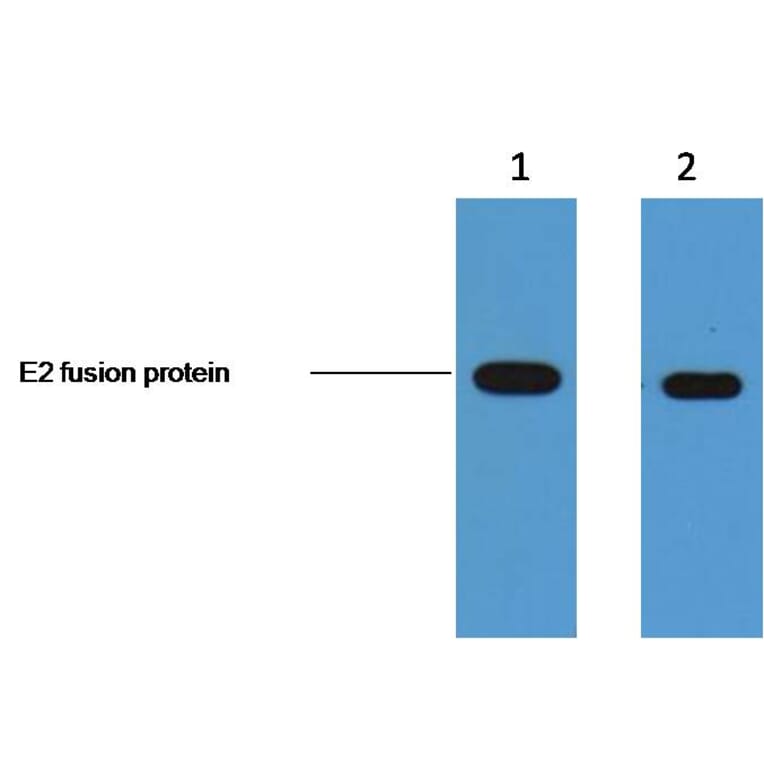 E2-Tag Mouse Monoclonal Antibody from Signalway Antibody (T609) - Antibodies.com
