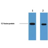E2-Tag Mouse Monoclonal Antibody from Signalway Antibody (T609) - Antibodies.com