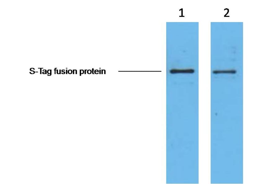 S-Tag Mouse Monoclonal Antibody from Signalway Antibody (T611) - Antibodies.com