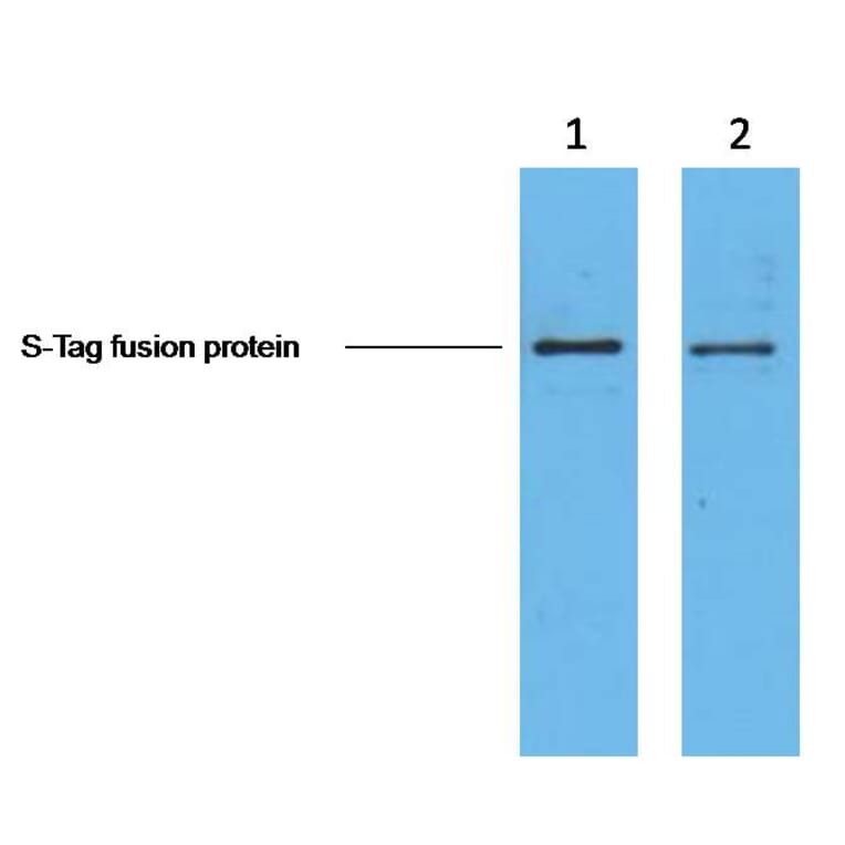 S-Tag Mouse Monoclonal Antibody from Signalway Antibody (T611) - Antibodies.com