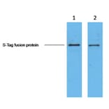S-Tag Mouse Monoclonal Antibody from Signalway Antibody (T611) - Antibodies.com