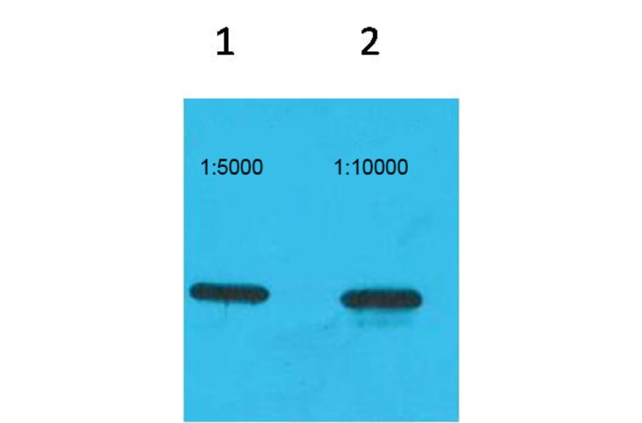 Western blot - ECFP-Tag Monoclonal Antibody from Signalway Antibody (T616) - Antibodies.com