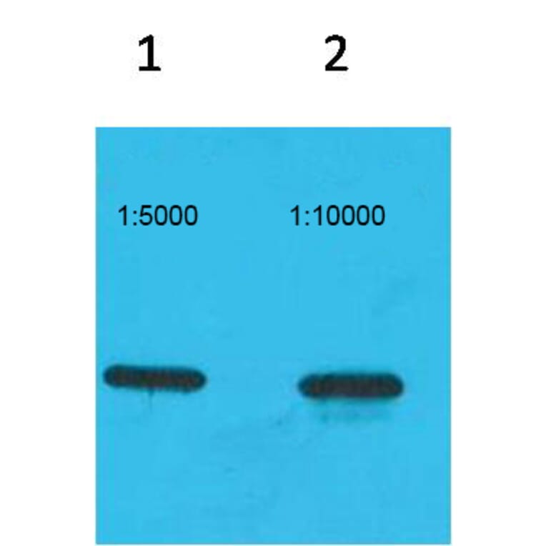 Western blot - ECFP-Tag Monoclonal Antibody from Signalway Antibody (T616) - Antibodies.com