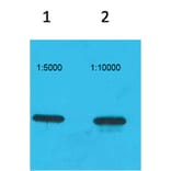 Western blot - ECFP-Tag Monoclonal Antibody from Signalway Antibody (T616) - Antibodies.com