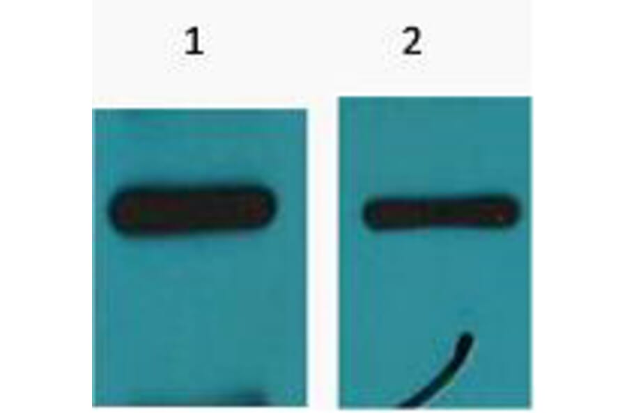 Western blot - Myc-Tag Monoclonal Antibody from Signalway Antibody (T612) - Antibodies.com